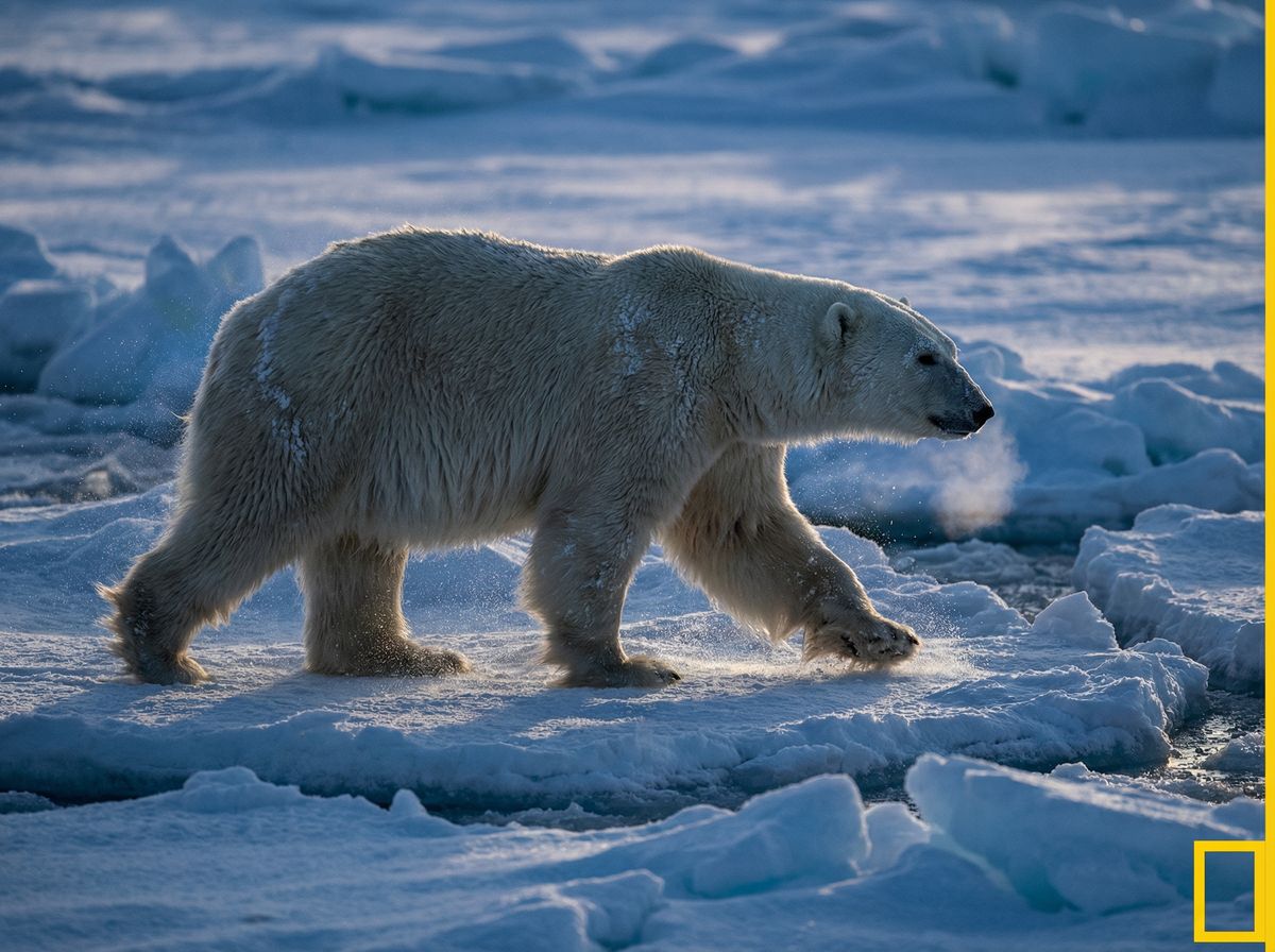 每日大赛北极熊视频社区